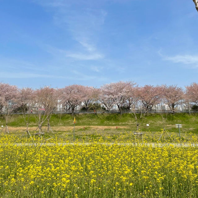 봄여행으로 벚꽃만 보지마세요!