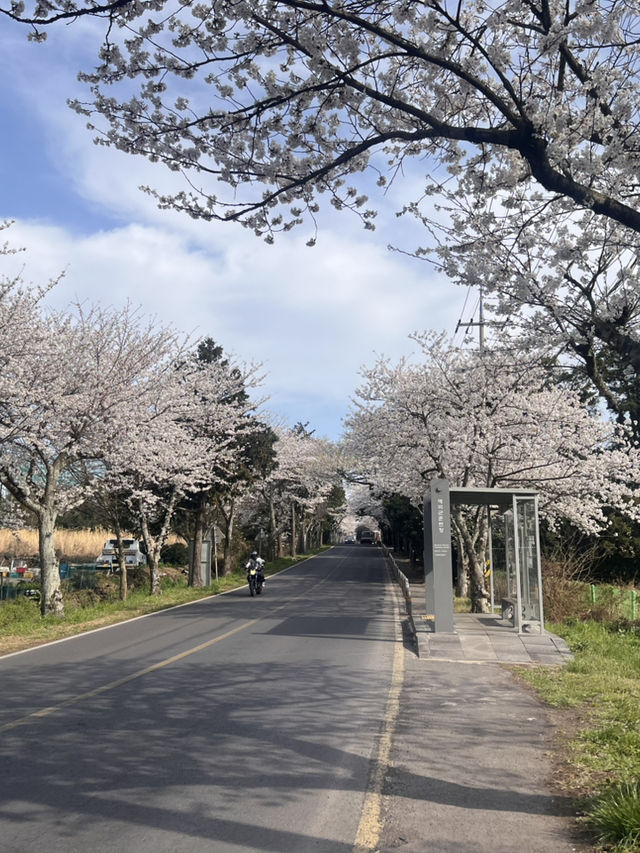 제주 숨겨진 벚꽃명소, 알려드릴게요🌸