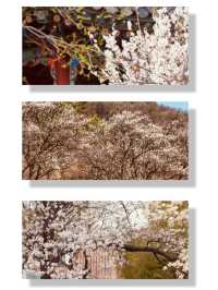 Walking Through Time & Blossoms: Uam Park's Spring Exploration