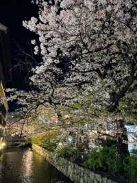 高瀨川櫻花運河，京都賞夜櫻的好去處！