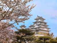 大阪近郊一日賞櫻遊：姬路城的日本櫻花百選名勝！