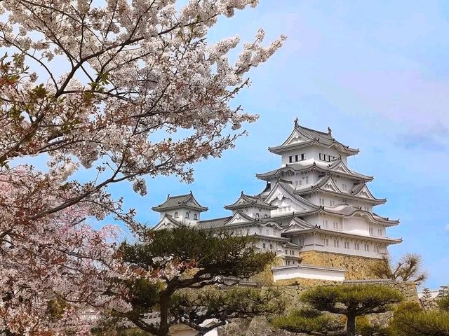 大阪近郊一日賞櫻遊：姬路城的日本櫻花百選名勝！