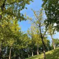 🌼🌿浮間公園～繡球花夢 🌼🌿