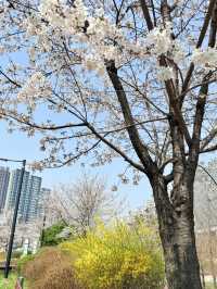 봄엔 벚꽃을 보러 떠나보세요!!😀😀