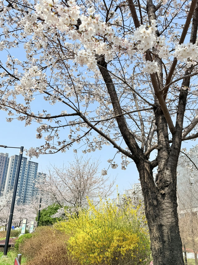 봄엔 벚꽃을 보러 떠나보세요!!😀😀