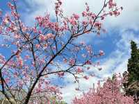 🌸 **台北屈尺櫻花公園（Zhuzihu Sakura Park）櫻花觀賞遊覽分享** 🌸