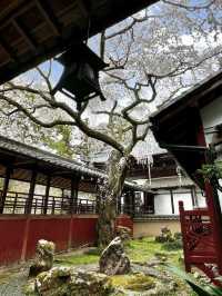 Springtime Visit to Jurinji Temple: The 200-Year-Old Narihira Sakura