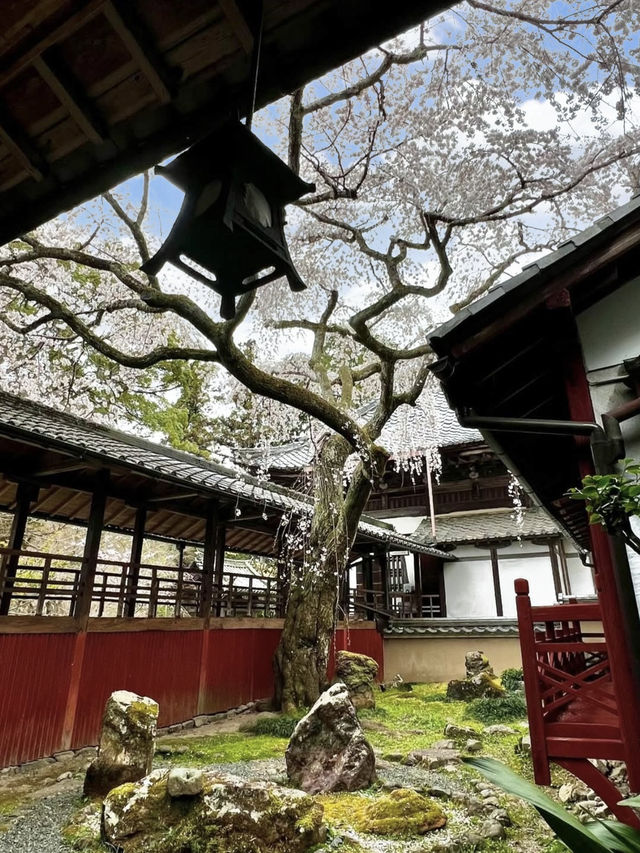 Springtime Visit to Jurinji Temple: The 200-Year-Old Narihira Sakura
