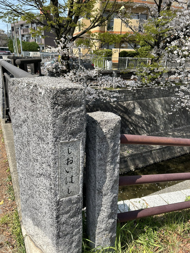 【福岡】川縁から見上げる桜のトンネル🌸