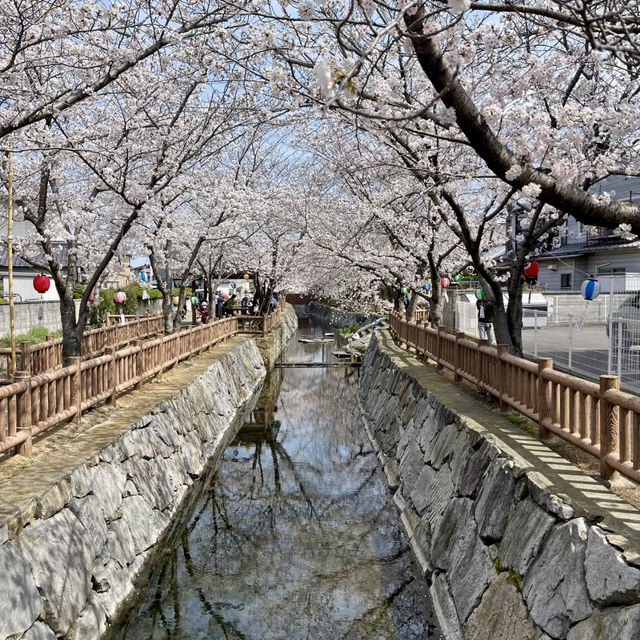 寶口樋川～櫻花下的夢幻  