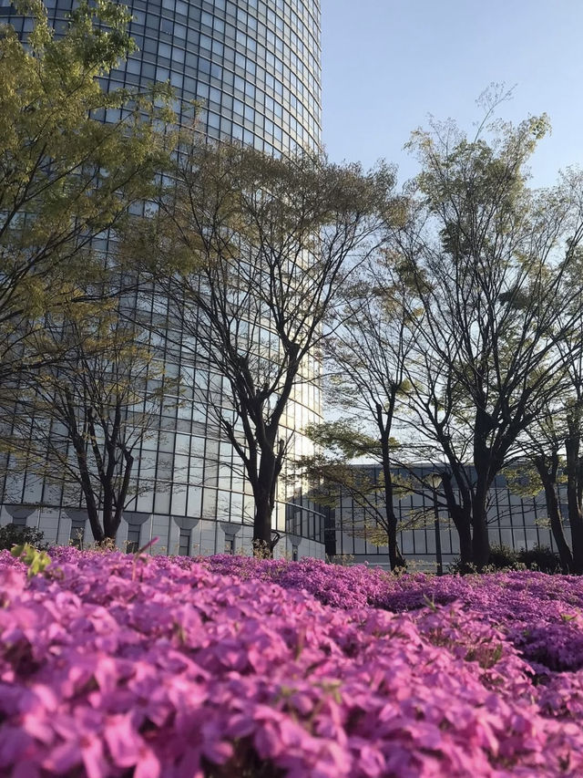 Shibazakura Bloom at Hama-Otsu Nagisa Park