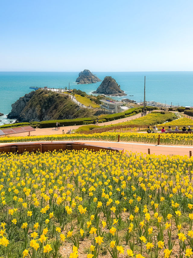 노란 수선화 가득한 오륙도 해맞이공원 부산여행💛
