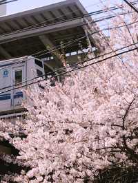 【目黒　桜舞い散る川辺を歩き郷さくら美術館でアートの桜三昧から代官山へ】