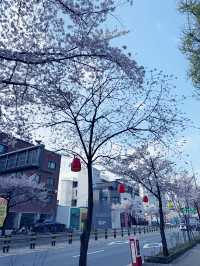 천호동 벚꽃길 추천드려요!