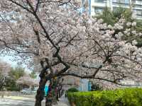 釜山廣安里南川洞櫻花路賞櫻必遊景點。