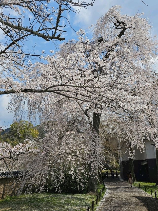 「想當一日京都人，結果當了一日賞櫻戰士。」