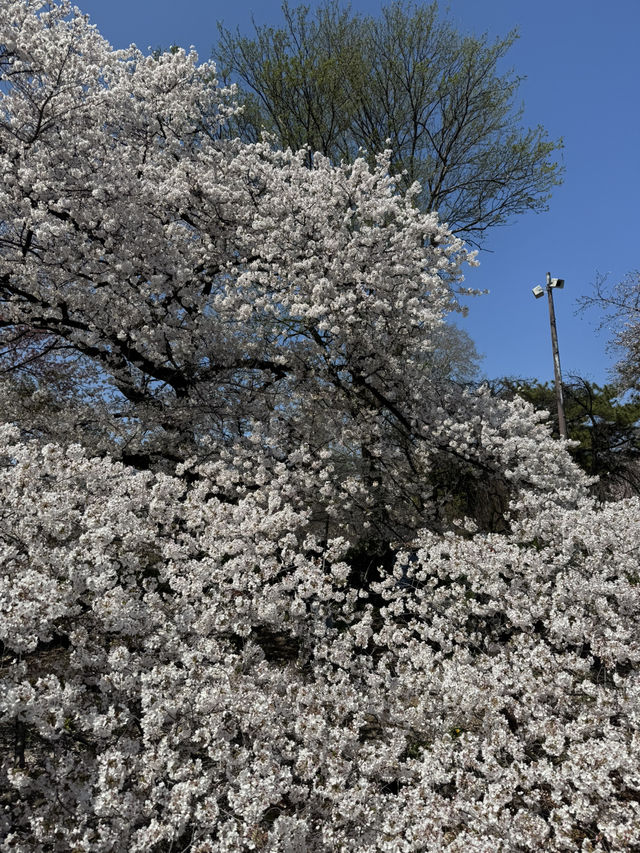 A Magical 6-Day Journey Through Osaka & Kyoto – Culture, Food, and Unforgettable Moments