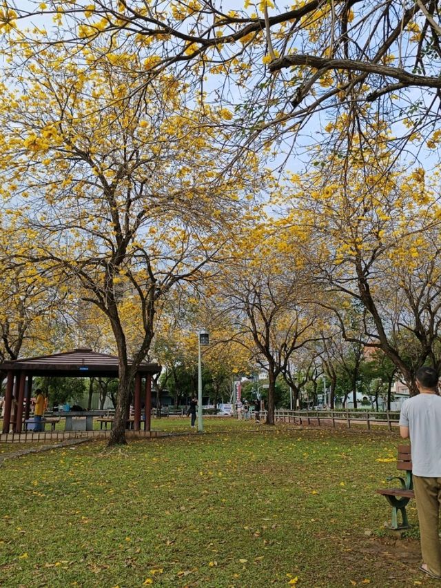 金黃花海迎春光，廍子公園黃花風鈴木花季盛宴。