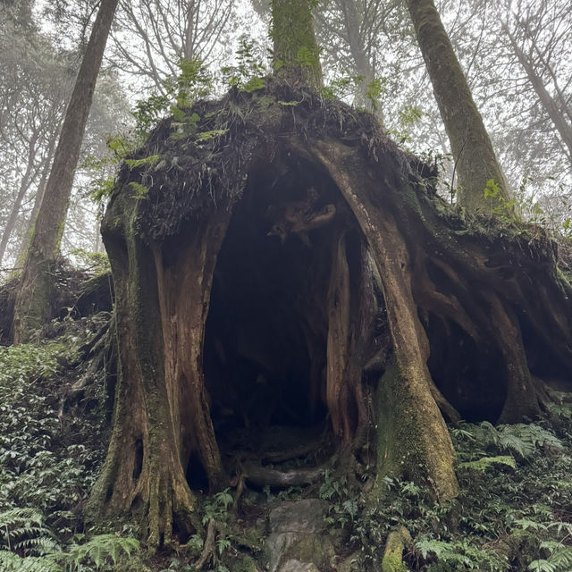 祝山觀日步道 Zhushan Sunrise Trail