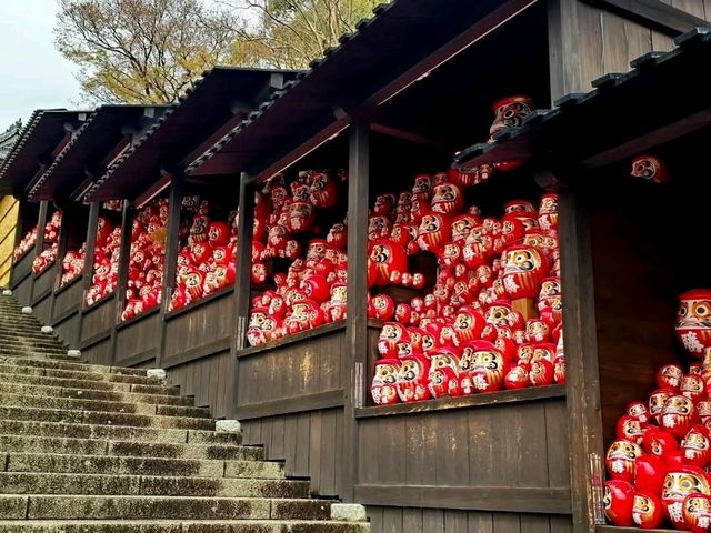 尾勝寺-櫻花與達摩不倒翁，大阪近郊賞櫻。