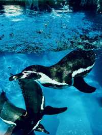 【三重】国内唯一ラッコが見られる鳥羽水族館🦦🦦