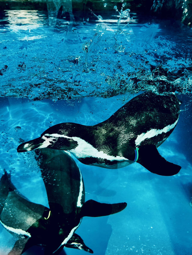 【三重】国内唯一ラッコが見られる鳥羽水族館🦦🦦