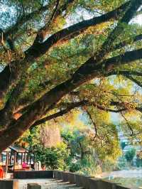 Stone Slab Street: A Stroll Through History
