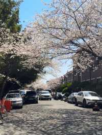 Chasing Cherry Blossoms Through Busan Streets