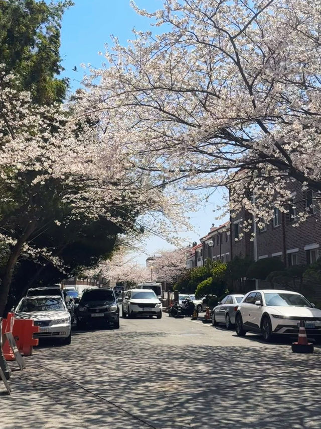 Chasing Cherry Blossoms Through Busan Streets