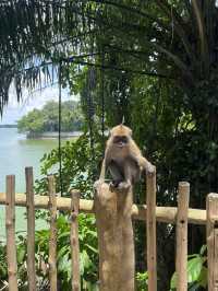 도심 속 낙원 싱가포르 동물원 🐒🐌