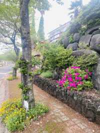 Seogwipo's Flower-Lined Roads in April