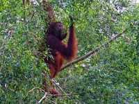 Bornean Sun Bear Conservation Centre (BSBCC) – Sepilok’s Hidden Gem** 🐻🌿  