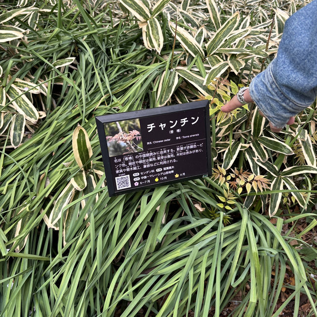 【都会のオアシス】東京 新宿 新宿御苑 季節ごとに異なる鮮やかな景色が楽しめる公園