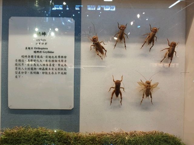 #嘉大昆蟲館-嘉義市東區