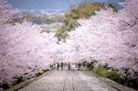 🚂🌸 Keage Incline: Kyoto’s Most Instagram-Worthy Abandoned Railway! 🌸🚂
