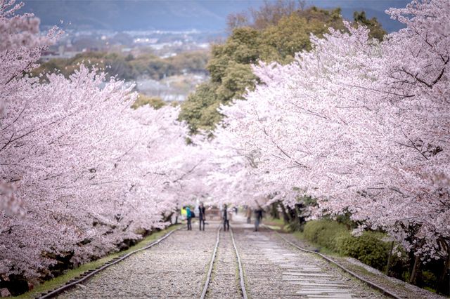 🚂🌸 Keage Incline: Kyoto’s Most Instagram-Worthy Abandoned Railway! 🌸🚂