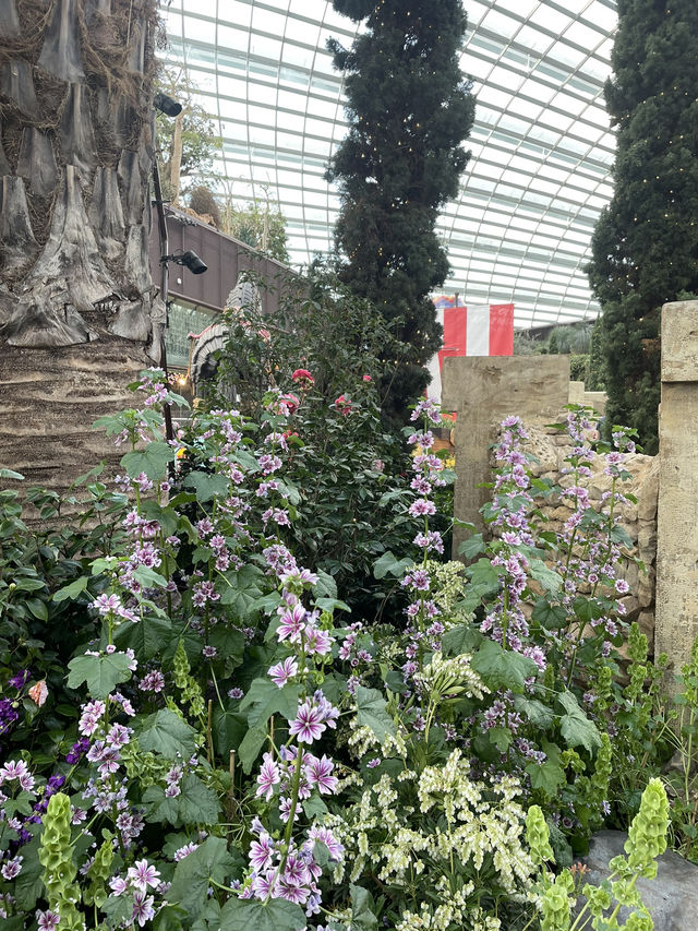🇸🇬 Tulipmania is back in Flower Dome ! 