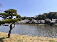三渓園でお花見　昼ver @横浜