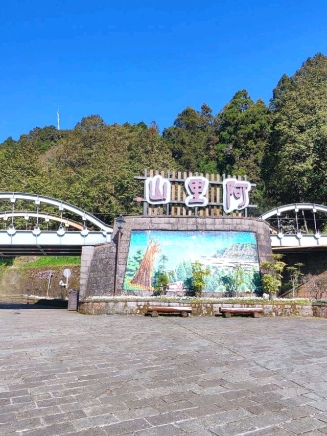 嘉義阿里山櫻花繽紛綻放