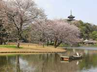 Cherry Blossom Magic at Sankeien Garden: A Springtime Escape in Yokohama