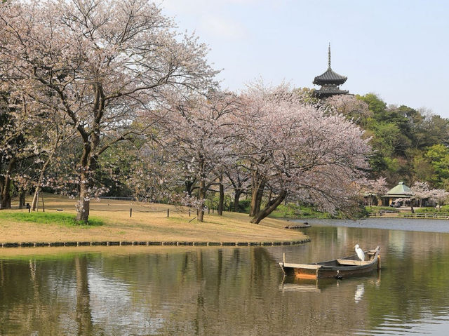 Cherry Blossom Magic at Sankeien Garden: A Springtime Escape in Yokohama