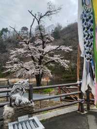 來日本 選對季節 處處是櫻花
