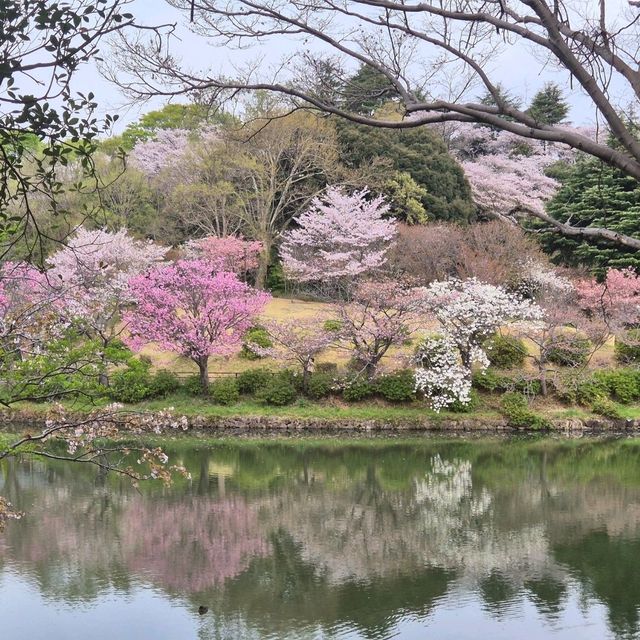 고요한 아침 정원에서 즐기는 도쿄 숨은 벚꽃 명소