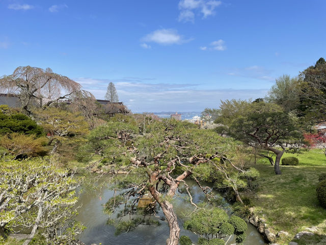 尾班櫻花 接近四月尾仲有得睇