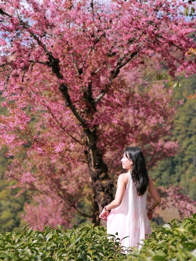 春意盎然的景象無量山櫻花谷