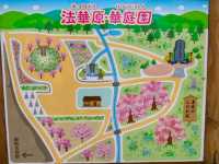 法華原華庭園，高達10公尺的巨大身延垂枝櫻