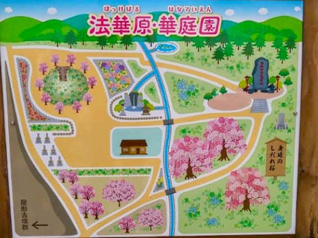 法華原華庭園，高達10公尺的巨大身延垂枝櫻
