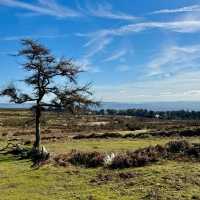 Wild Beauty and Timeless Trails – Dartmoor Delights
