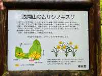【東京府中】ここにしか生息しないムサシノキスゲ