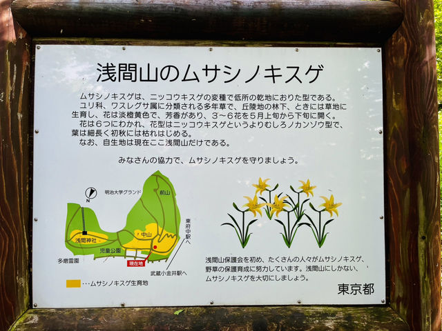 【東京府中】ここにしか生息しないムサシノキスゲ